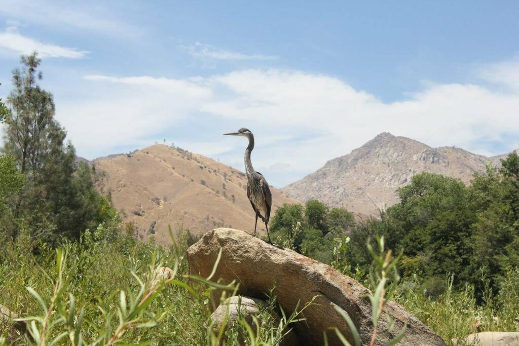 Socal Camping Kernville Exterior foto